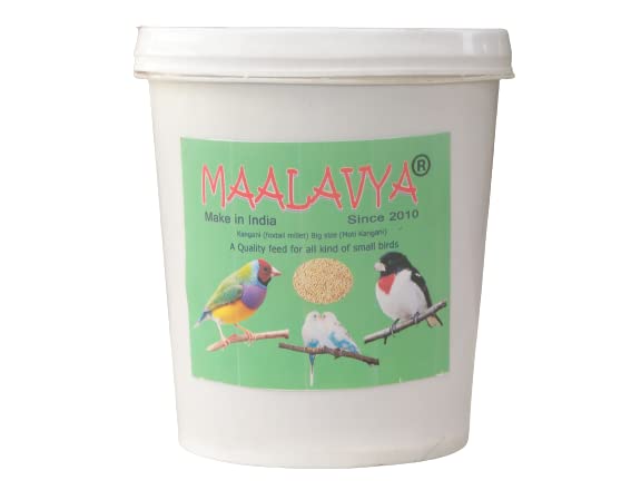 Maalavya Kangani (Foxtail Millet) Big Size (Moti Kangani) Feed/Food A Quality Feed for All Kind of Small Birds 950 Grams (B09RV7BHXV) Amazon Price History, Amazon Price Tracker