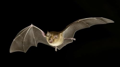 When Is The Right Time To Have A Baby Bat?