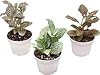 Three Fittonia Nerve Plants Colors Included Red, White and Pink Live Indoor Houseplant in Grower's Pot (Red White Pink, 2 inch) #1