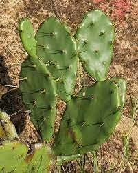See full amazon price history chart for SelfLine | Balcony|Bedroom|Balcony Nagfani/Prickly Pear SelfLine | Balcony|Bedroom|Balcony Nagfani/Prickly Pear (B0B6HYBNR6) Amazon Price History, Amazon Price Tracker