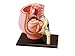 YUANZHOU Modello Anatomico Adatto per Il Modello di Insegnamento Medico di Puzzle di Assemblaggio di Giocattoli di Gravidanza Umana Gravidanza Organo Organo
