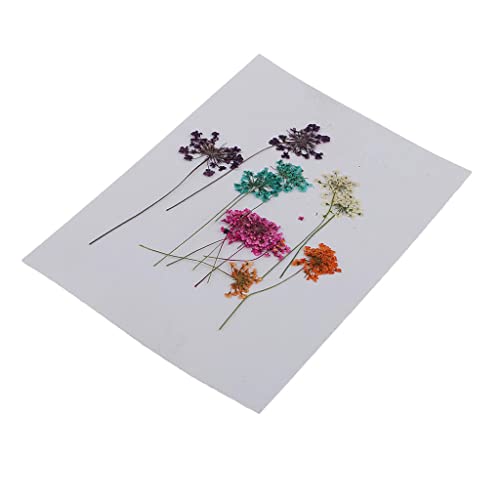 Flores Secas Prensadas para Manualidades x10