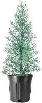Blue Ice Arizona Cypress Tree – Live Evergreen Tree | Silvery Blue Foliage, Fast-Growing Privacy Screen or Windbreak | Drought Tolerant, Cold Hardy (Single Plant, 1 Gallon Plant)