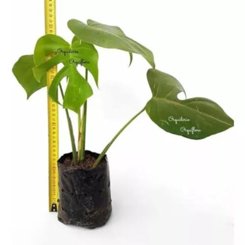 Muda Costela De Adão Monstera Deliciosa Planta Natural Tam P