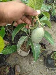 See full amazon price history chart for THE GREEN VIEW GARDENS "All Time Thai Mango Live Plant, Hybrid Grafted Plant "Thailand Variety" 2 feet THE GREEN VIEW GARDENS "All Time Thai Mango Live Plant, Hybrid Grafted Plant "Thailand Variety" 2 feet (B0CL4PPYZW) Amazon Price History, Amazon Price Tracker