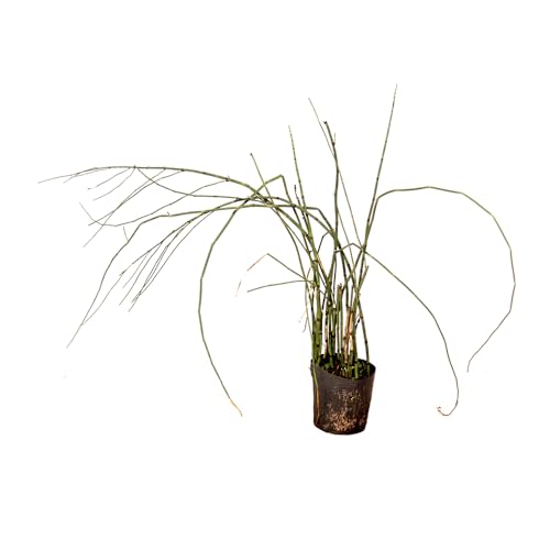 Genérico, Muda de Cana-do-brejo 20 a 40cm AMK - Plantas Online