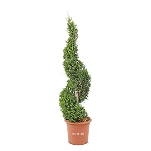 KENTIS – Cupressocyparis Leylandii ‘Castlewellan Gold’ – Spiraalvormige Cipres – Echte Buitenplanten – Balkon Planten – Hoogte 140/160 cm Pot Ø 30 cm