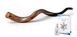 Sale Yemenite Kudu Horn Shofar Shofars with Free guide Shofar from Israel (20'-22', Polish)
