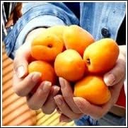 Apricot Katy Tree, Produces Fruit, Prunus Armeniaca 3-5ft 5 Gallon Potted