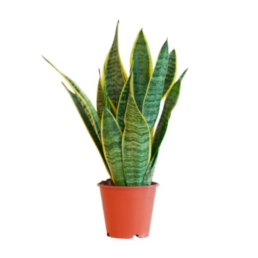 BloomPost Sansevieria Laurentii - 20-30 cm Plante d'Intérieur - Plantes d'Intérieur Faciles d'Entretien Pour la Maison et le Bureau - Plante Purificatrice d'Air - Dans le Pot de Culture