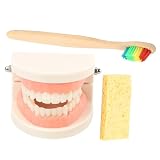 Ciieeo Zahnmodell Mit Zahnbürste Für Zahnreinigung Und Zähneputzen Pädagogisches Lernspielzeug Zur Mundpflege Und Oralhygiene Aufklappbares Modell Für Kinderzahnpflege Und Hand-auge-