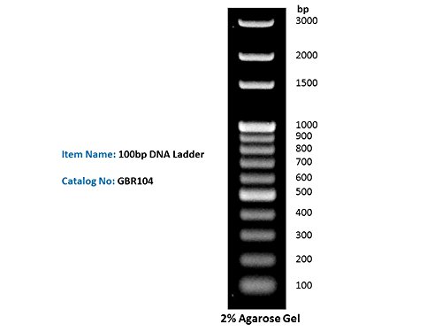 100bp DNA Ladder DNA Marker for DNA RNA Agarose Gel Electrophoresis, 1ml/Vial, 200x Loads