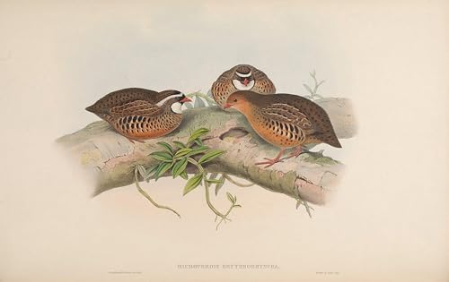 Tableau toile oiseau John Gould SERENDIPITP Microperdix Erythrorhyncha 60x90cm