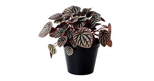 Pots and Plants Peperomia Caperata Plant / Emerald Ripple Pepper / Himalayas Caperata Plant / Heart-Shaped Leaves Plant / Napoli Purple Nights / Live Indoor Plant / Red Ripple Peperomia Plant (B09D74ZHQG) Amazon Price History, Amazon Price Tracker