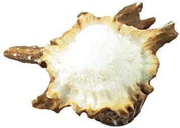 BLACK FOREST DECOR Deer Burr Cabinet Knob - Elk - Set of 2, Resin, Cabinet Hardware, 2 1/2" W x 1 1/4" D x 2" H