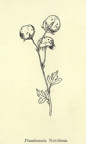 Tableau Plumbunnia Nutritiosa reproduction d'art botanique haut de gamme
