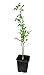 Produktbild Seedeo® Bitterorange (Poncirus trifoliata) Pflanze ca. 30-40 cm