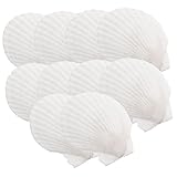 Matériau de coquille de bricolage - la conception d'apparence de forme de coque spéciale vous apportera une humeur et vous permettra de profiter de la nourriture délicieuse, un plat de coquille naturel