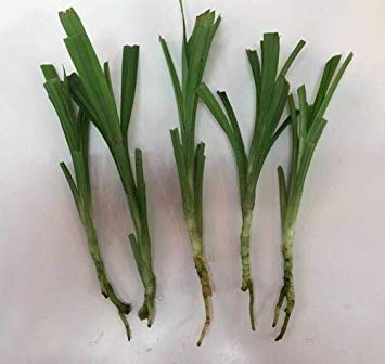 GERMINATION SEEDS: Pandan fragrant SEEDS 50PCS Leaves Viet Nam Pandanus for cooking FreeShipping