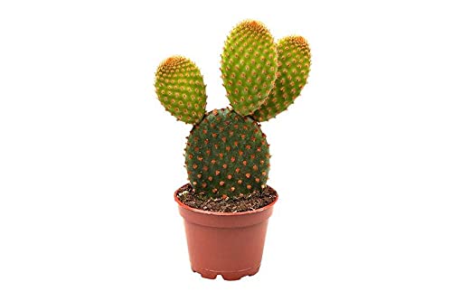 Opuntia Microdasys Rufida - Bunny Ears Cactus - in 12Ø Pot Approx. 25cm Tall