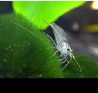 15 x Amano Garnele - Caridina multidentata bzw. japonica der...