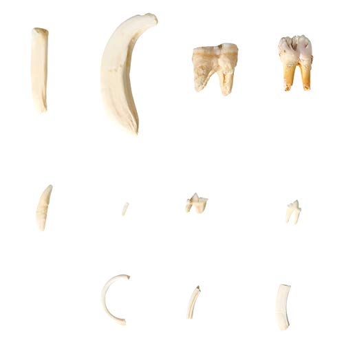 Image of 3B Scientific GmbH T300292 Comparison of Mammal Teeth Types, Deluxe Version
