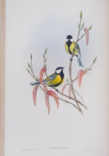 Poster Parus Major John Gould salon déco nature oiseaux