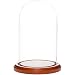 Plymor 4" x 7" Small Glass Display Dome Cloche (Walnut MDF Base)