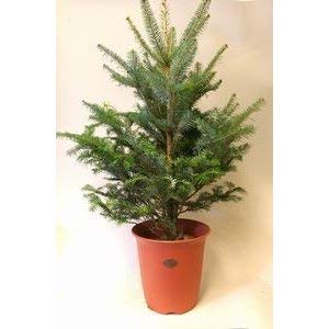 Amazon.co.jp: 群馬県産もみの木 2M 今年のクリスマスは 本物のモミの