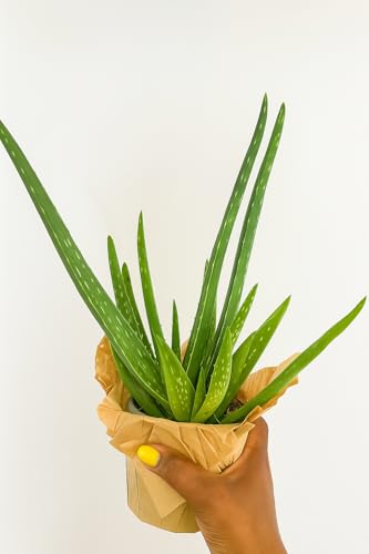Nature Aloe Vera Plant Indoor Houseplant Perfect for Gifts Health