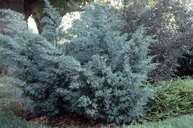 Grey Owl Juniper, Evergreen Ground Cover Shrub (2 Gallon/Potted/Single Plant)