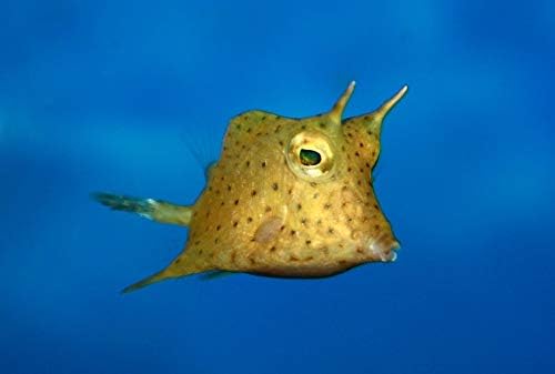 Amazon 海水魚 観賞魚 フグ コンゴウフグ サイズ 9cm 2匹 増子水景 飼育セット 通販