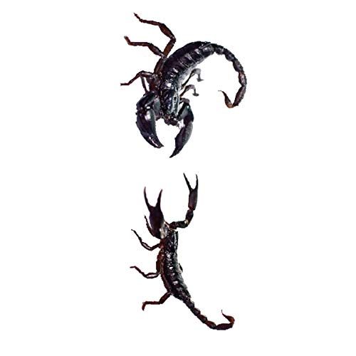 Halloween Tattoos 3D Realistic Spider Scorpion Tattoo Stickers For Men Women Halloween Masquerade And Party Favor Supplies (4Sheets) #TOP3