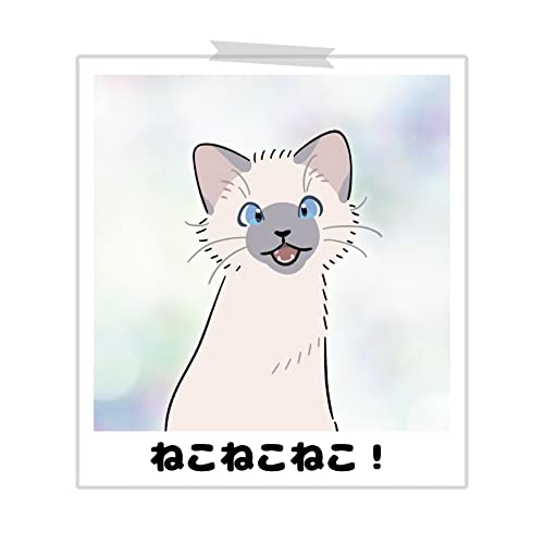 ねこねこねこ！: どんなねこがいるかな？