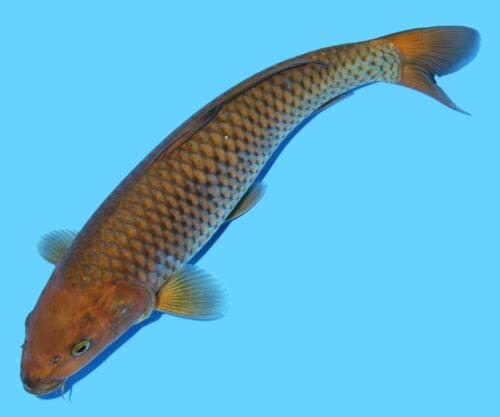 CADIFLEX1500 Live Fish - Lịve Kọi Fịsh 11" Chạgọi Kọibạy