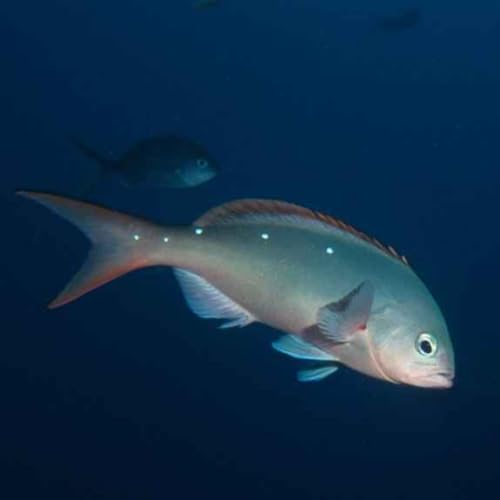 Facts: The Pacific Creolefish cover art