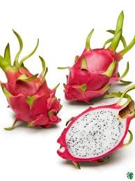 Image of Live Dragon Fruit Cactus Plant, Potted Succulent, Indoor /Outdoor
