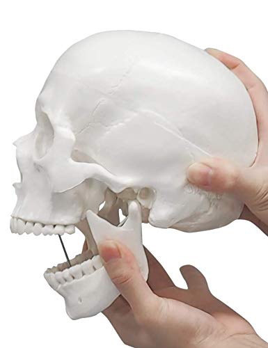 Image of ISKO | Life Size Human Skull Model | With Magnetic upper head | Model Classic Anatomical Skull with Removable Calvarium and Articulating Jaw | 3 Parts | Made with Resin | 1 Pc.