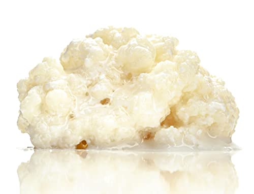 Kefir-for-all Milchkefir Kaukasische Kefirknollen Starterkultur zur Herstellung von Kefir wachstumsstark