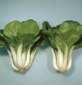 Pak Choi Win Win Choi 250 Seeds