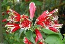ALSTROEMERIA psittacina 'Mona Lisa' (10 SEMI) Giglio Degli Incas, peruviano Lily