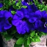 Generic Fresh 100pcs Mandevilla Sanderi Flower Seeds for Planting Dark Blue