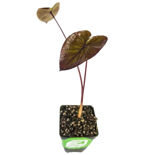 Diamond Head Elephant Ear Live Plant - Colocasia Esculenta - Wellspring Gardens - Large Black Taro, Tropical Giant, Ideal for Indoor Garden and Outdoor Shade, Variegated Leaves, Summer/Winter