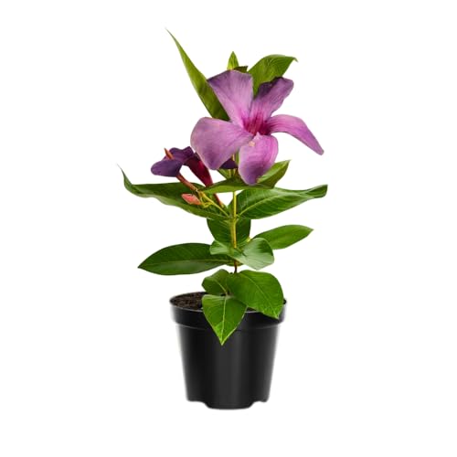 2 Blue Purple Mandevilla Live Plants, Mandevilla Flowering Vines Trellis, 4-9 Inch Tall Plants for Hanging Baskets, Container and Garden Growing