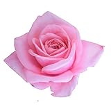 KaBloom - BKE 6 Hot Pink Premium Spray Roses - Fresh Flowers for Birthday, Valentine's & Mother's Day