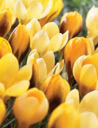 Image of IMP. Saffron | Crocus Excellent Quality Flower Bulbs for Attractive Aromatic Flowers Home Outdoor Gardening Plants Flowering Bulbs (pack of 12, Chrysanthus Romance)