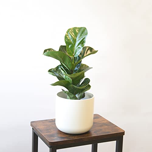 SMPLY. | Planta Ficus Lyrata Bambino Natural Viva | Altura Aproximada 30 cm | Anturio de Interior muy Decorativo | Ideal para el Hogar o para Regalar | En maceta M12