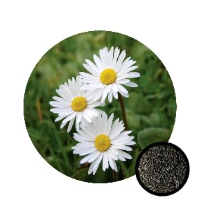 See full amazon price history chart for Daisy White Flower Seeds (30 Seeds Pack) Fragrant Flowering Plants Seeds for Home Gardening | Natural and Real Planting Seeds for Indoor Home Decor | Summer Flowering Seeds for Lawn Daisy White Flower Seeds (30 Seeds Pack) Fragrant Flowering Plants Seeds for Home Gardening | Natural and Real Planting Seeds for Indoor Home Decor | Summer Flowering Seeds for Lawn (B0CBPVPM7V) Amazon Price History, Amazon Price Tracker