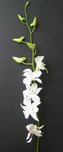 Fresh Flowers - 20 Long Stemmed White Dendrobium Orchids