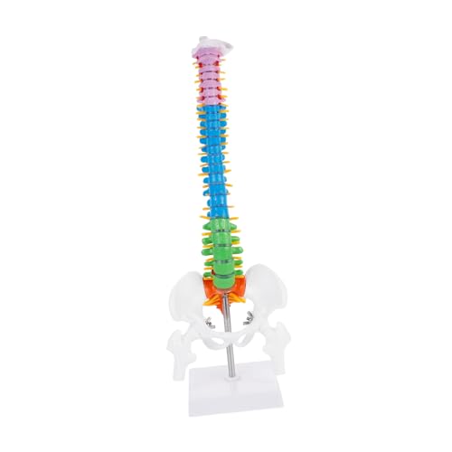 Mobestech 45cm Colorful Spine Pelvis Sturdy PVC Spine Model for Doctor Nurse and Student Learning